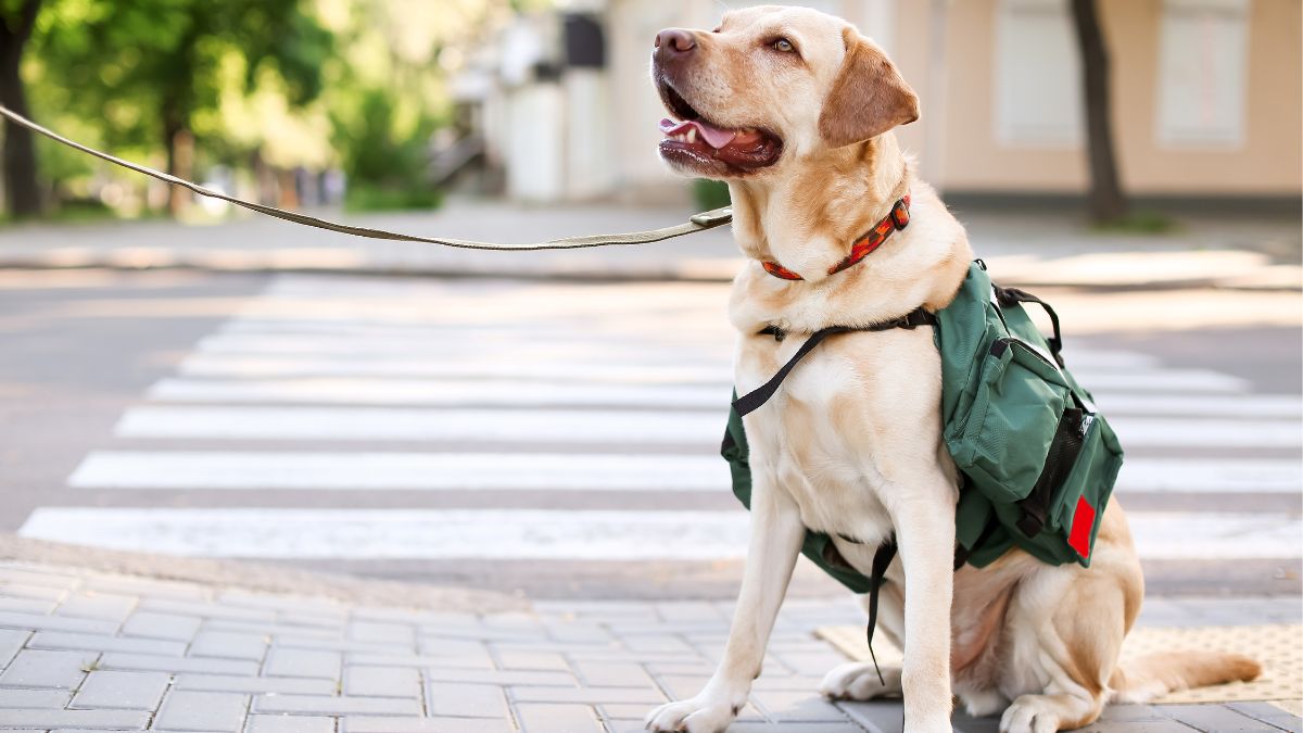 Dia Mundial del Perro Guia