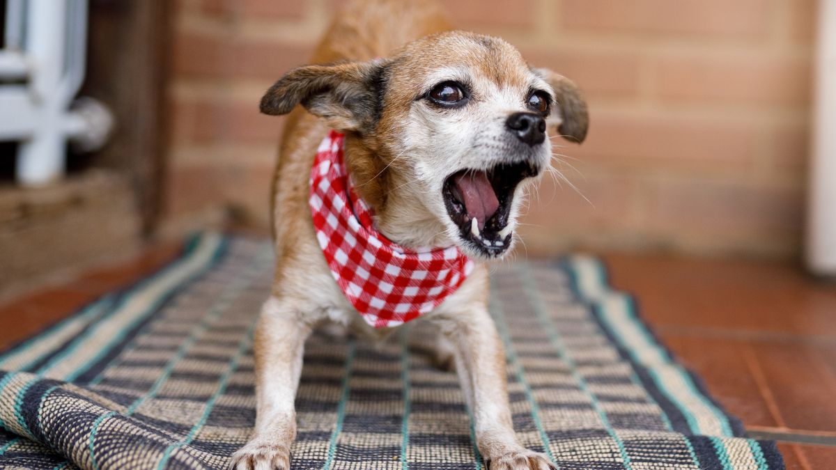 Por que mi perro ladra mucho y que hacer al respecto
