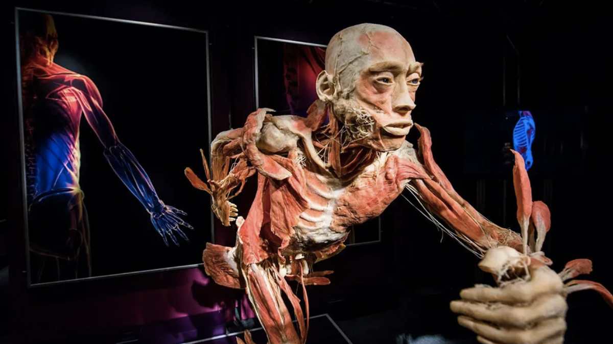 Exposicion Our body