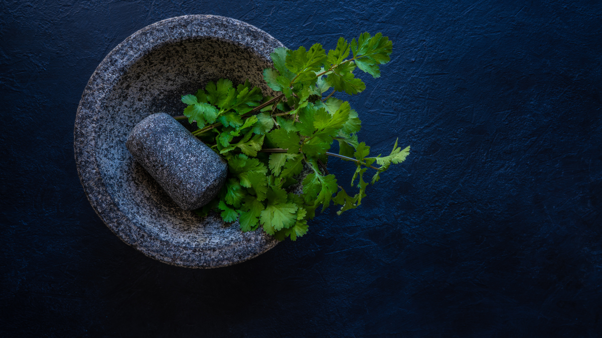 cilantro
