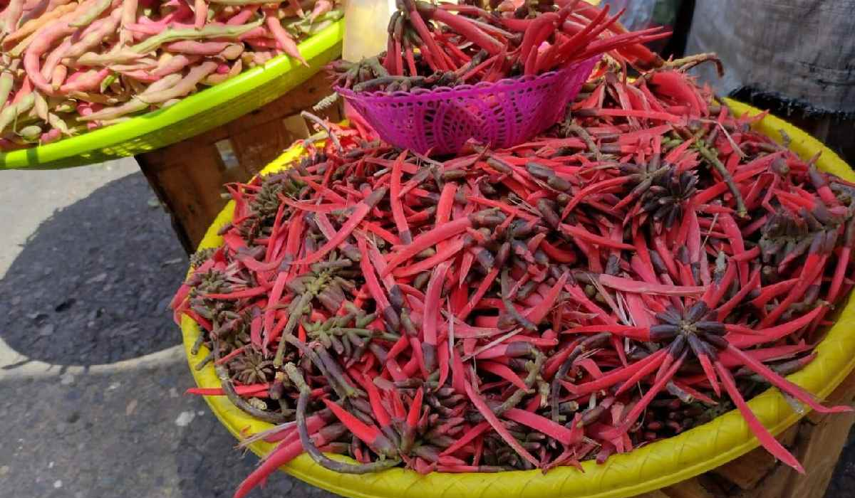 6 plantas comestibles de México - COLORIN
