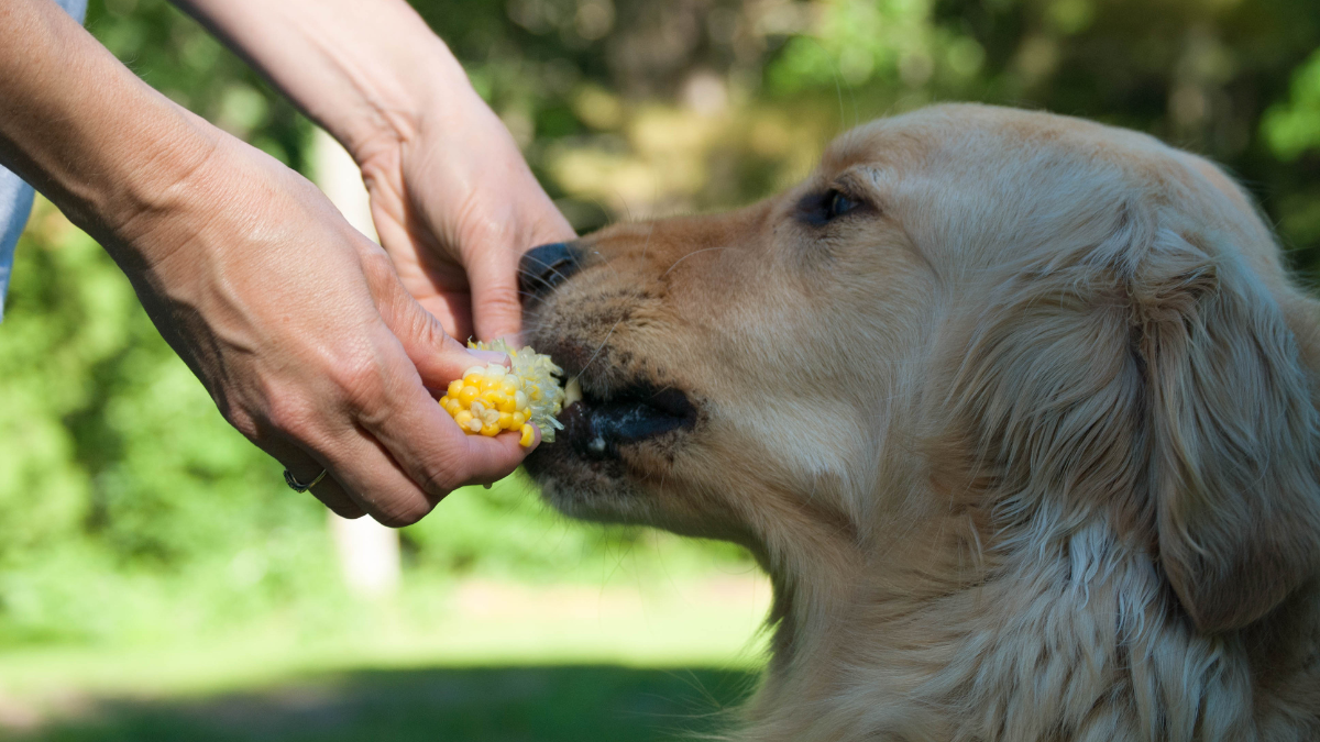 Snacks humanos seguros para tu perro
