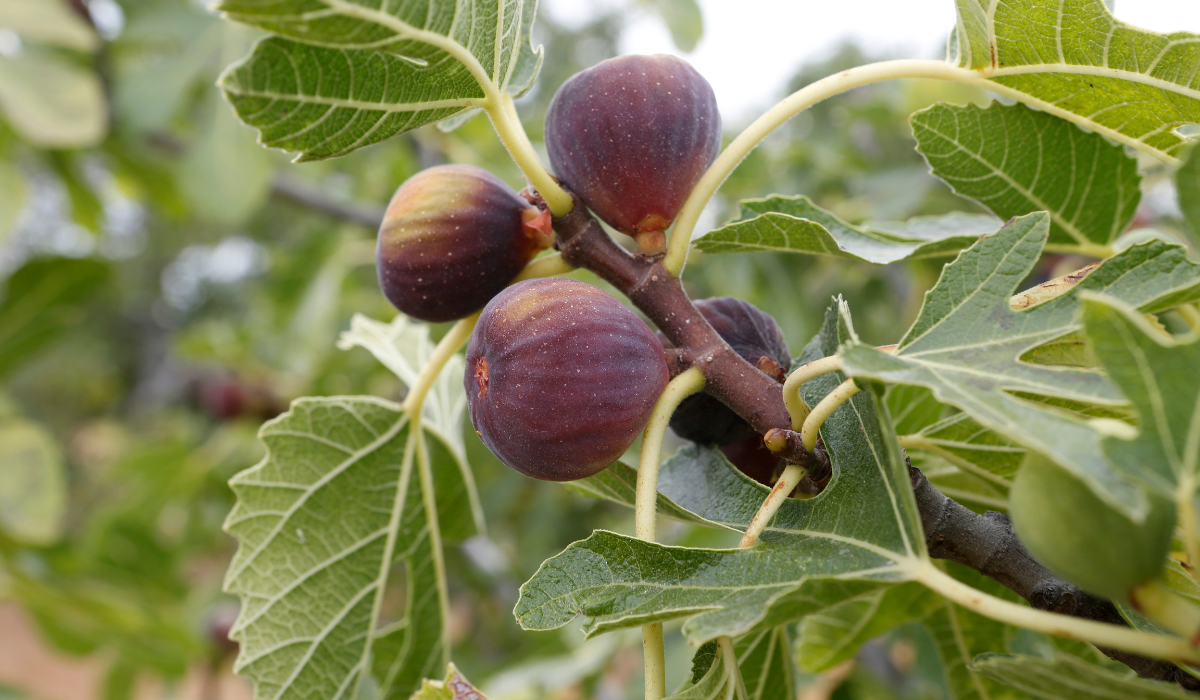 Las hojas de higo son un remedio natural para regular el azúcar en sangre.