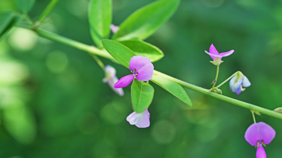 Tienes hígado graso- Desmodium