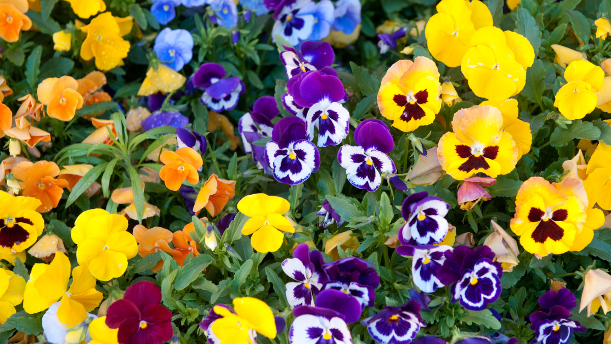 flores de pensamiento