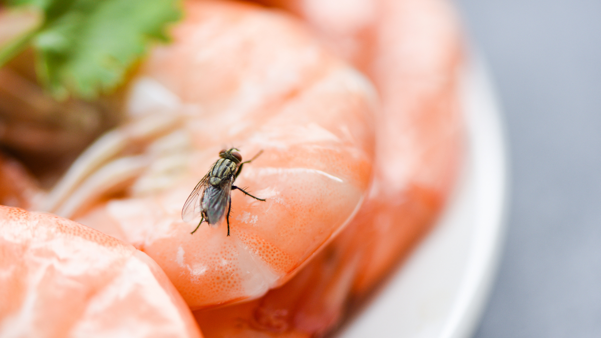 cuando una mosca aterriza en tu comida