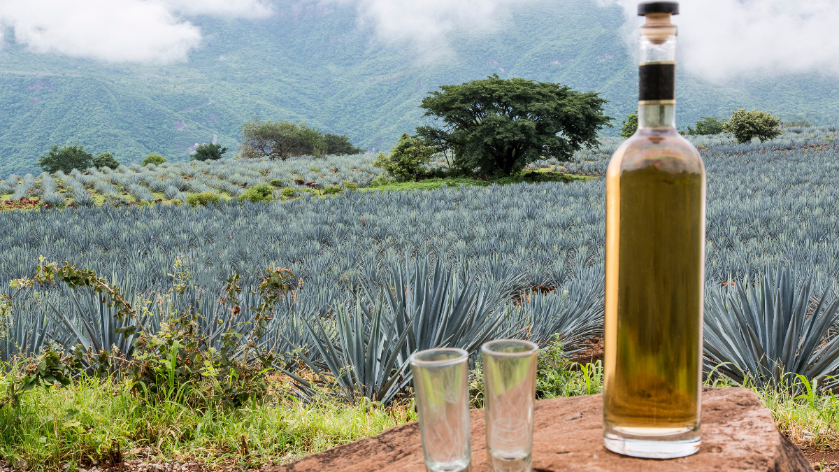 Día Internacional del Tequila