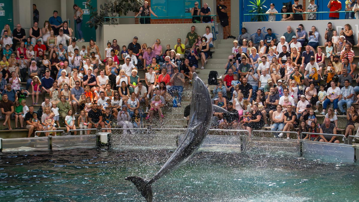 La Ley Mincho prohíbe el uso de delfines y orcas en espectáculos.