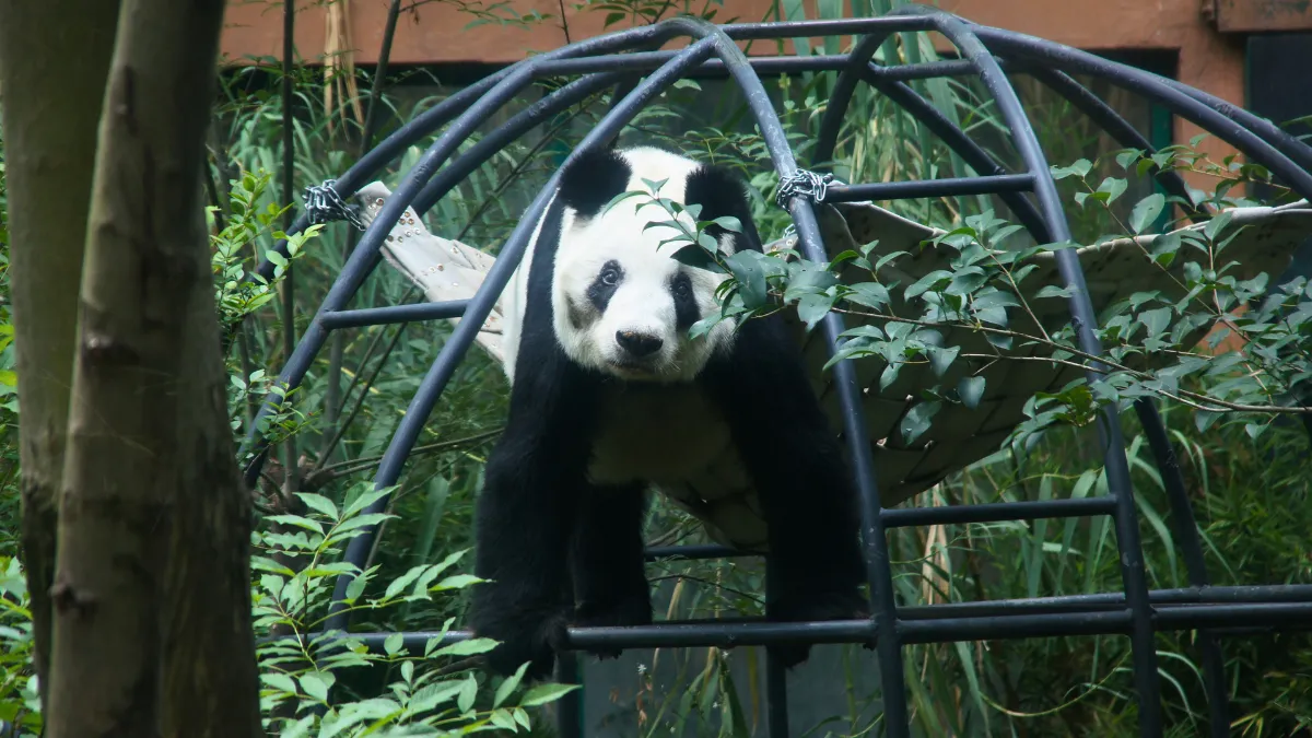 Xin Xin, la panda más longeva de Latinoamérica