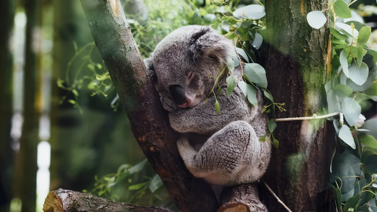 koala y desamor