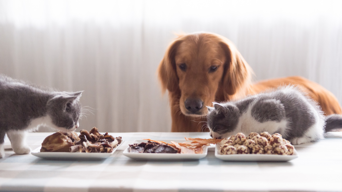 salud intestinal para tus mascotas