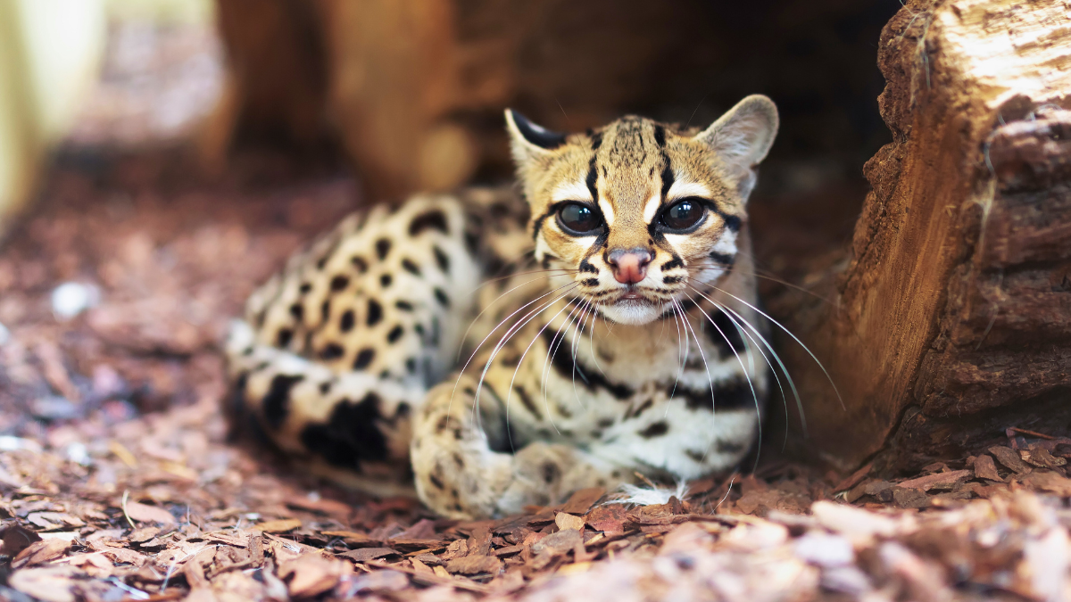 Exploramos 10 animales adorables con un lado oscuro y sus comportamientos más impactantes.