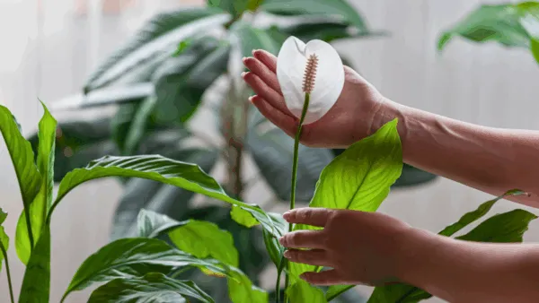 Esta es la planta que combina belleza y beneficios para tu salud
